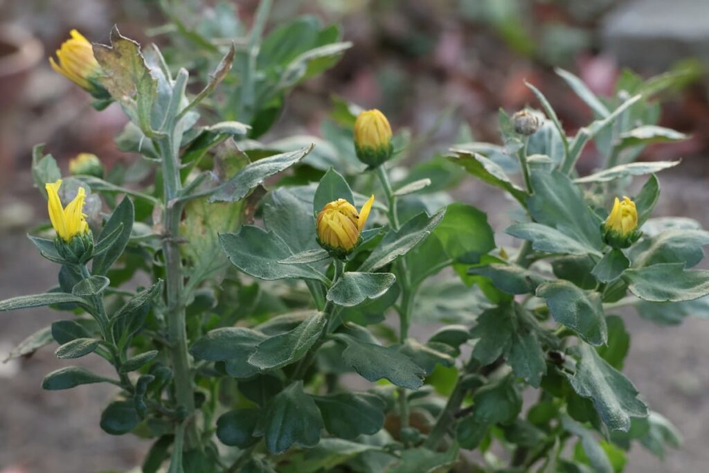 菊（ポットマム）のつぼみ
