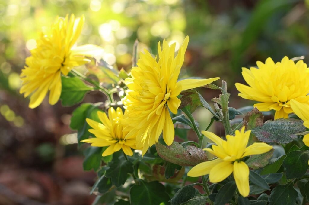 沢山咲いたポットマム（菊）の花