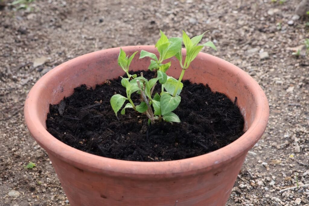 姫甘茶の苗を鉢植えにする