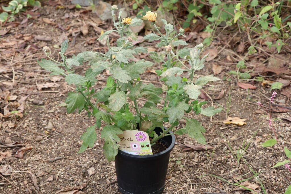 処分価格で購入した菊（ポットマム）の鉢植え