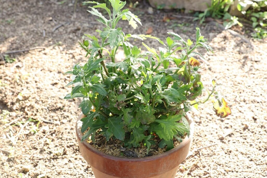 新しいつぼみをつけたポットマム