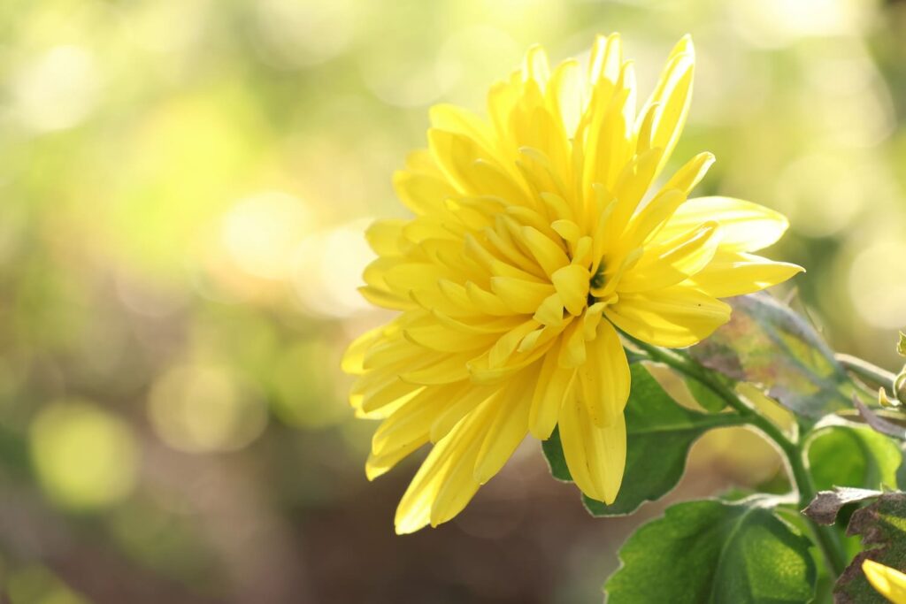 輝くポットマム（菊）の花