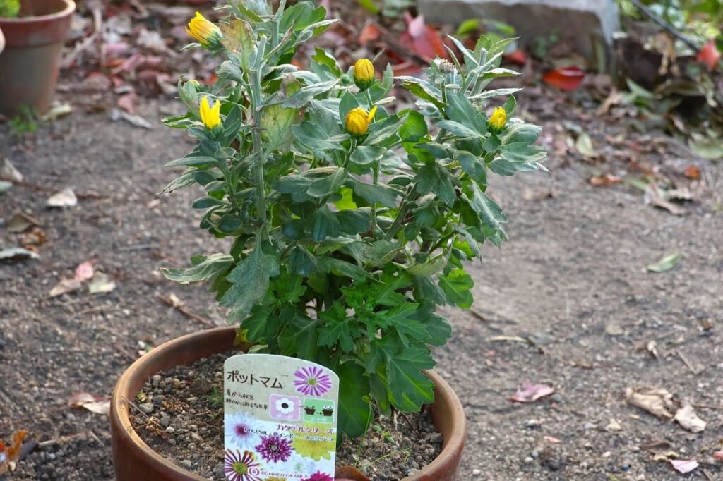 新しいつぼみがつきはじめた菊（ポットマム）