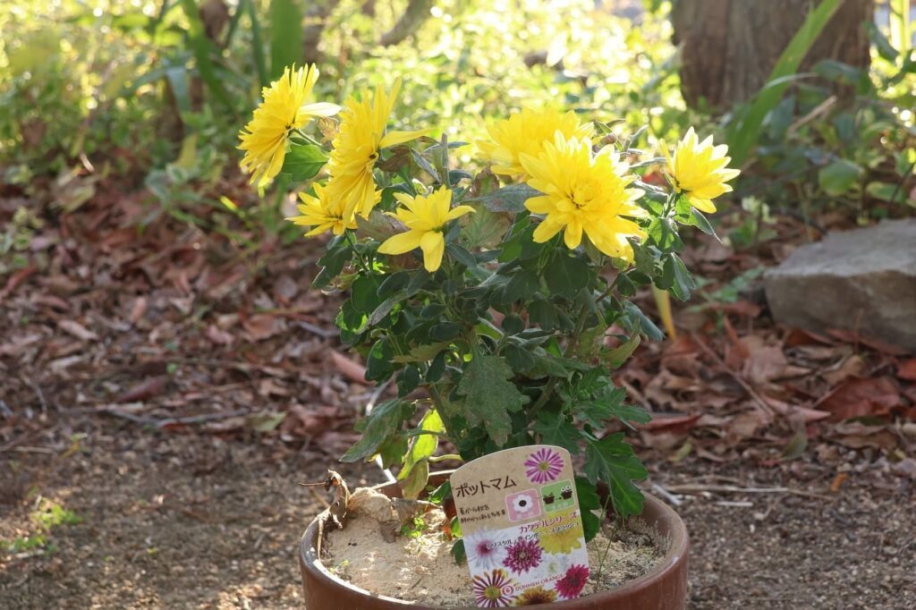 菊（ポットマム）が開花