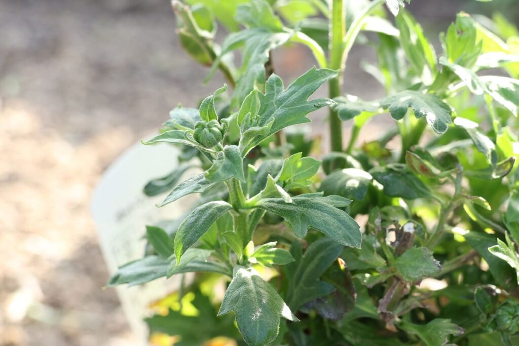 購入から半年後のポットマムの様子