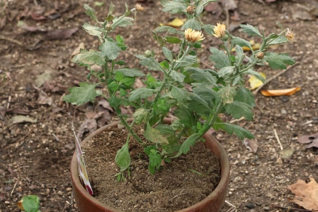傷んだポットマム（菊）の苗を植え替えする