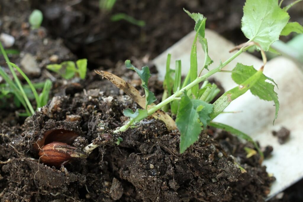 梅の種から発芽した苗