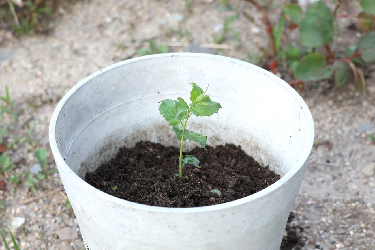 落ちた梅の実（種）から発芽した梅の苗