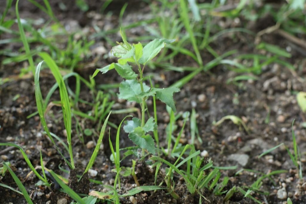 地面に落ちた実から