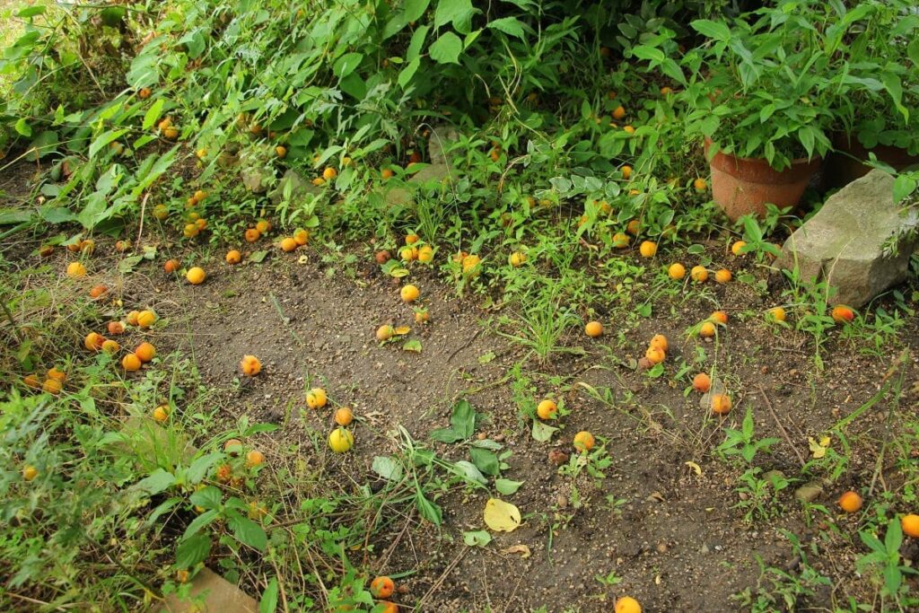 地面に落ちてしまった梅の実