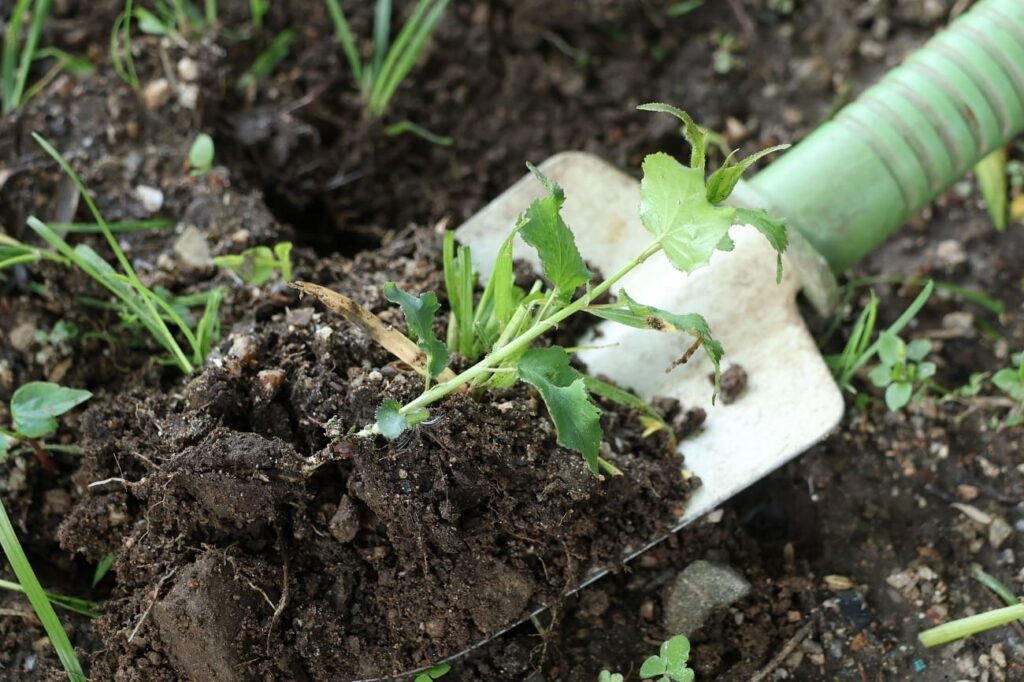 発芽した梅の苗を掘り出す