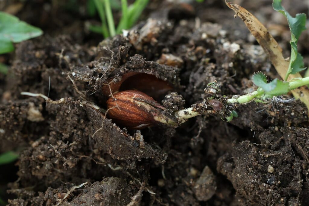 梅の実から発芽した苗