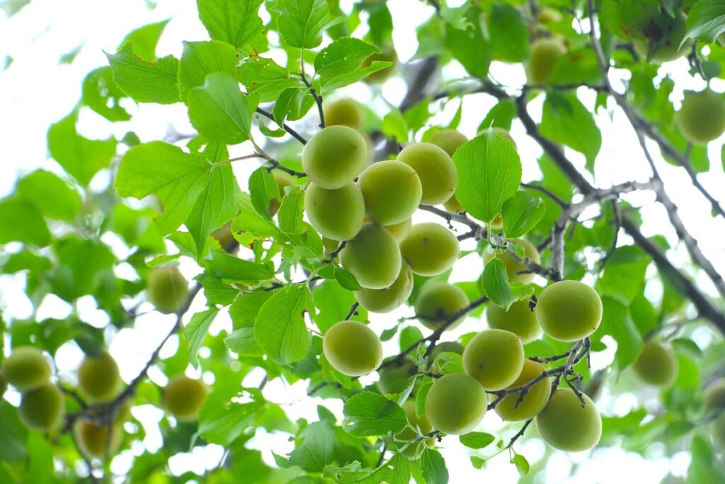 収穫時期の梅の実