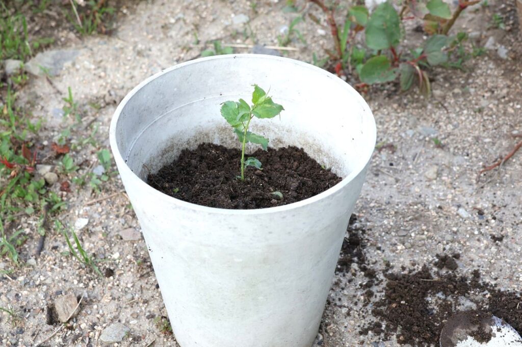 梅の苗を鉢植えにする