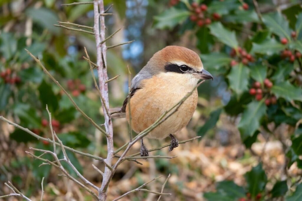 種から発芽した梅の幼木に乗るモズ
