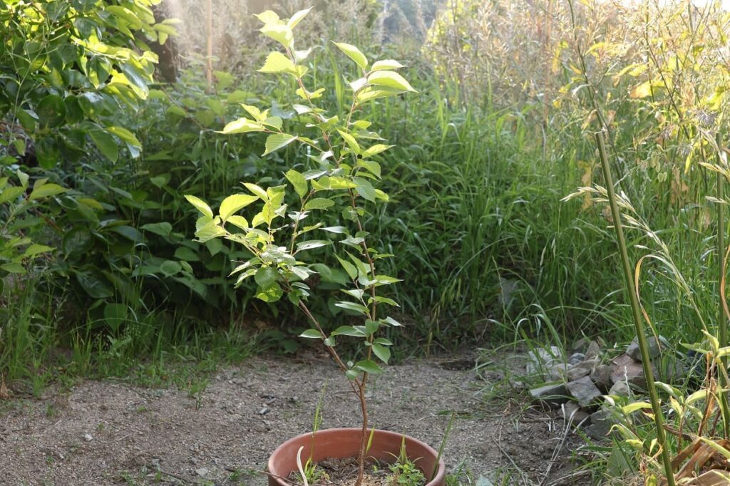 発芽から2年経過した実生桜