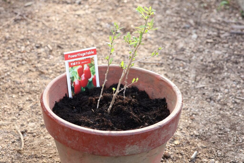 植木鉢に植え替えた後の千成クコ