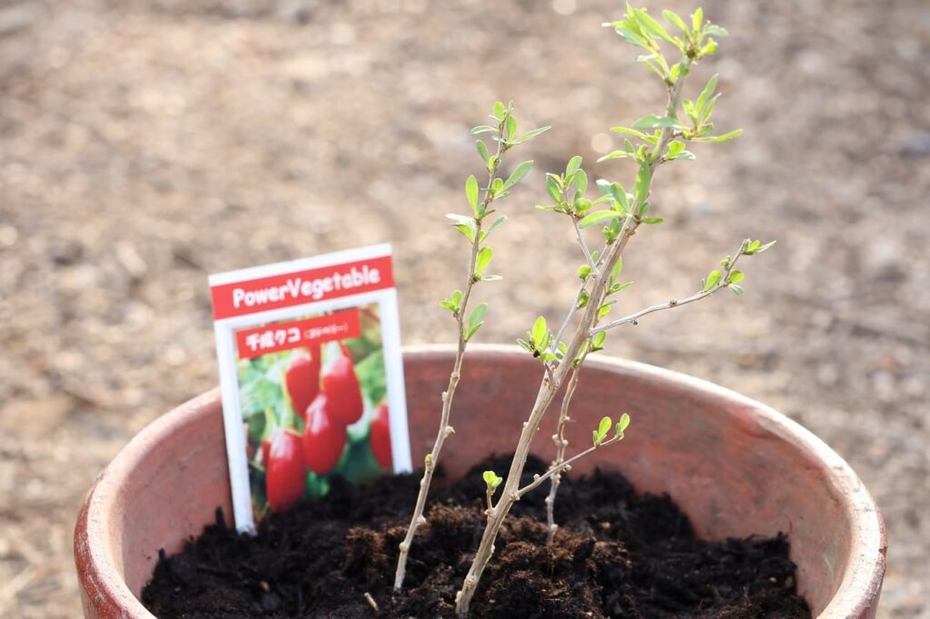 植木鉢に植えた千成クコのアップ
