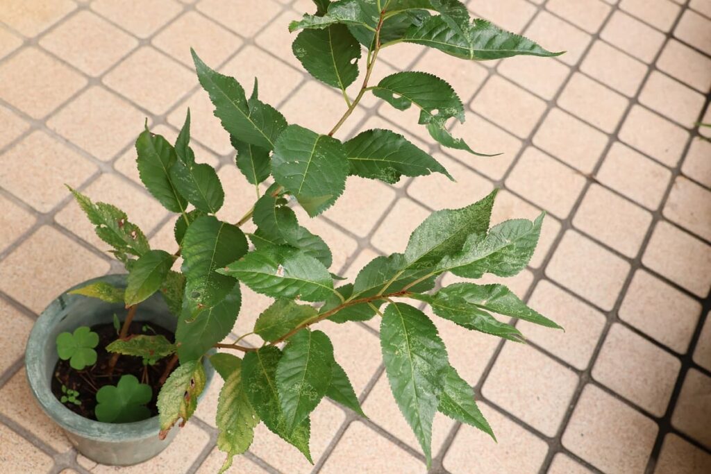 実家で元気に過ごしている実生桜