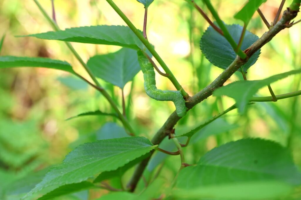 桜の葉っぱを食べる幼虫
