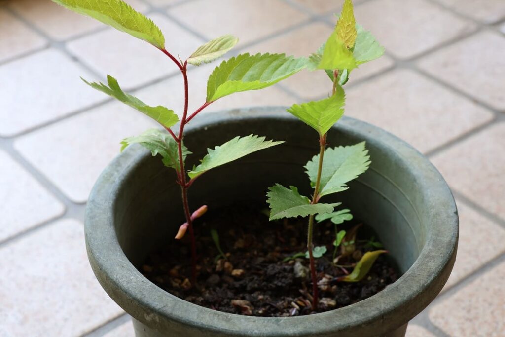 種から栽培！桜の苗