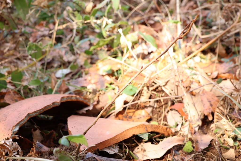 山に移動した実生桜苗