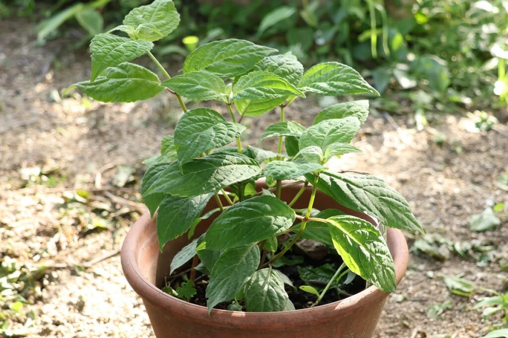 5月前半のアマチャの鉢植え