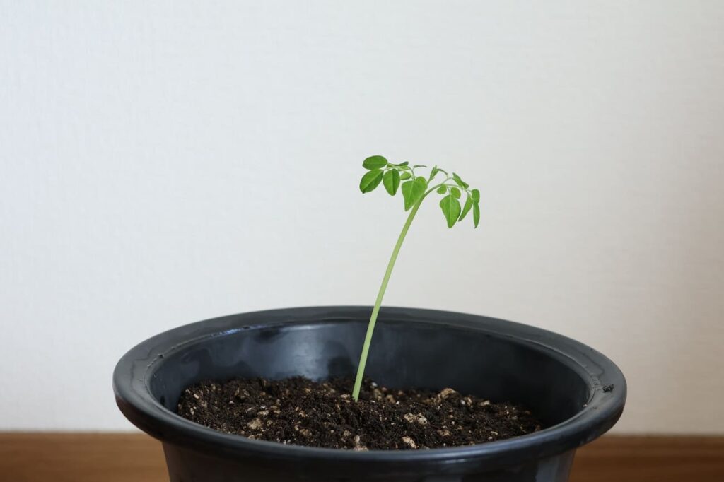 モリンガの苗を植木鉢に植え替える