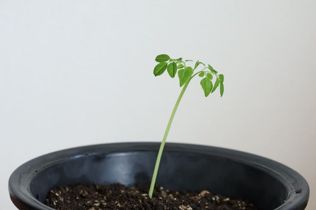 新居(植木鉢)でハッピーに過ごすモリンガ