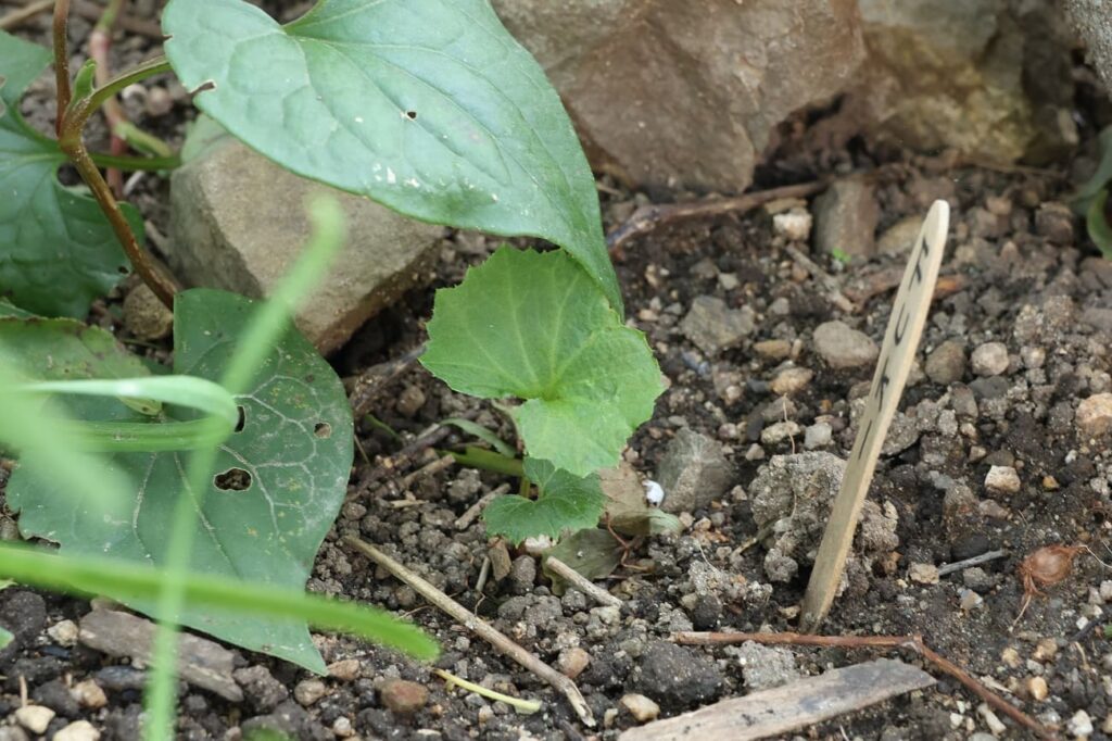 いつの間にかフキが発芽