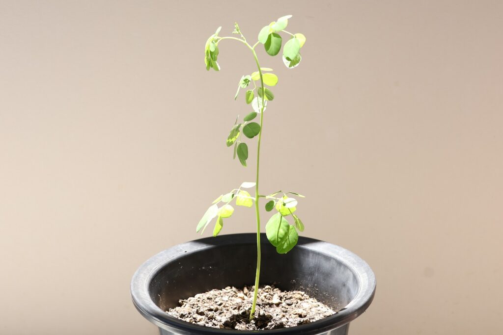 7月前半のモリンガの鉢植え