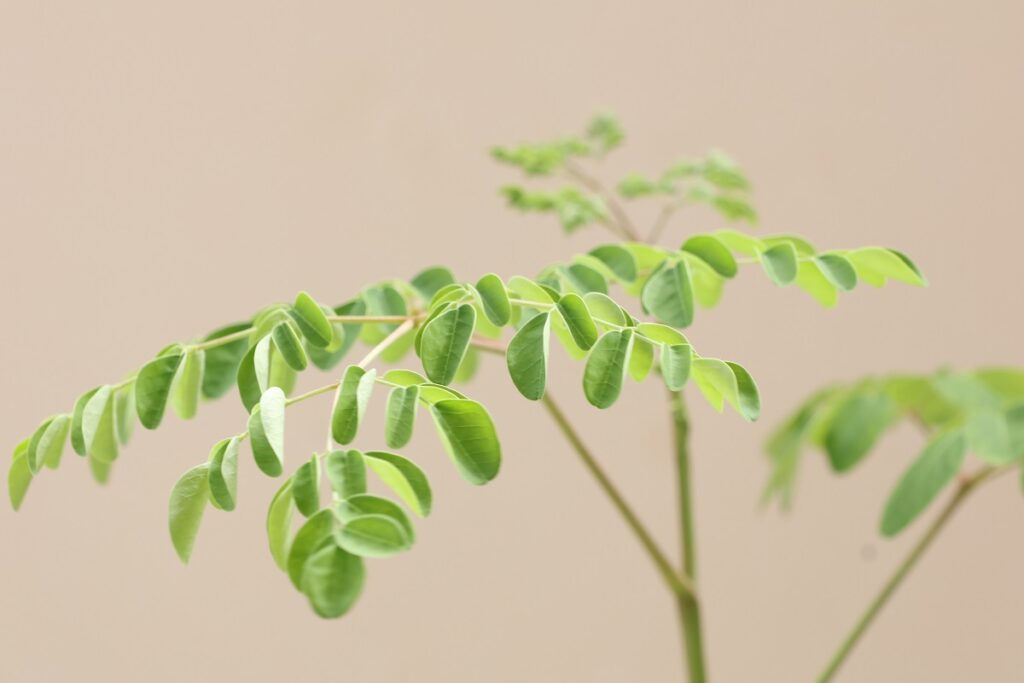 モリンガの葉っぱ(8月中旬)