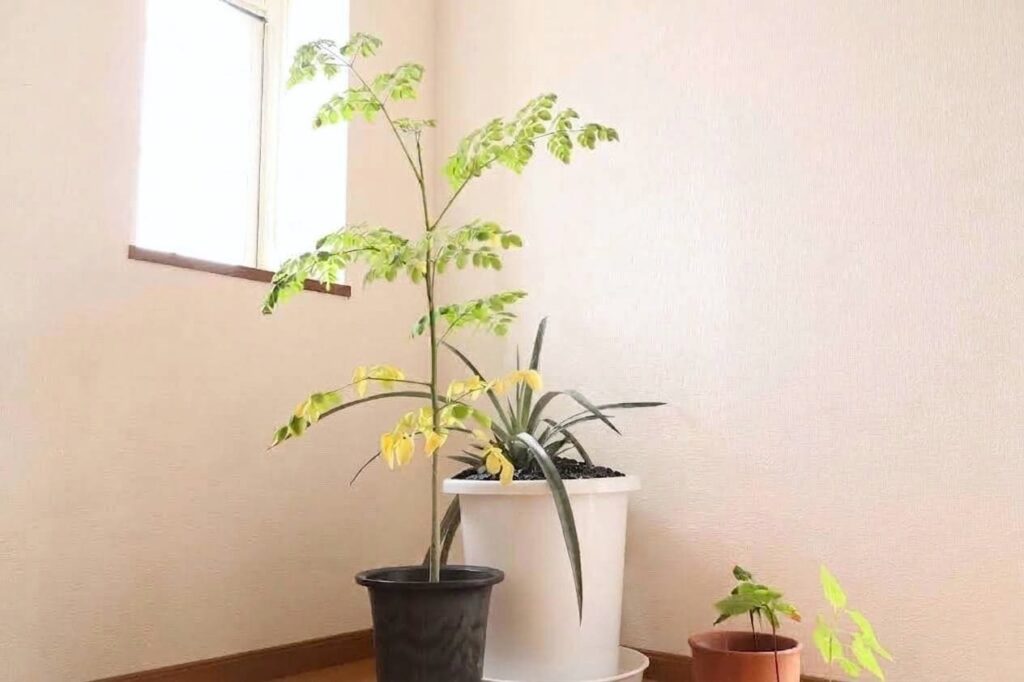 9月前半のモリンガの鉢植え