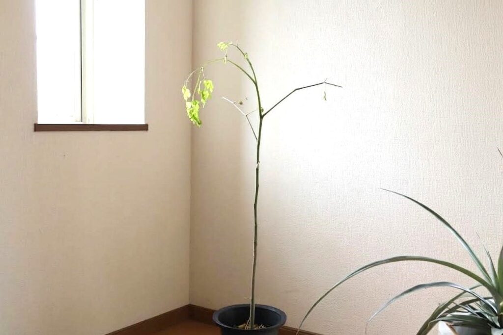 9月中旬!葉っぱが落ちてきたモリンガの鉢植え