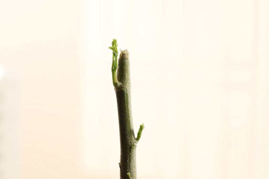 1週間弱で新たな芽を出したモリンガ