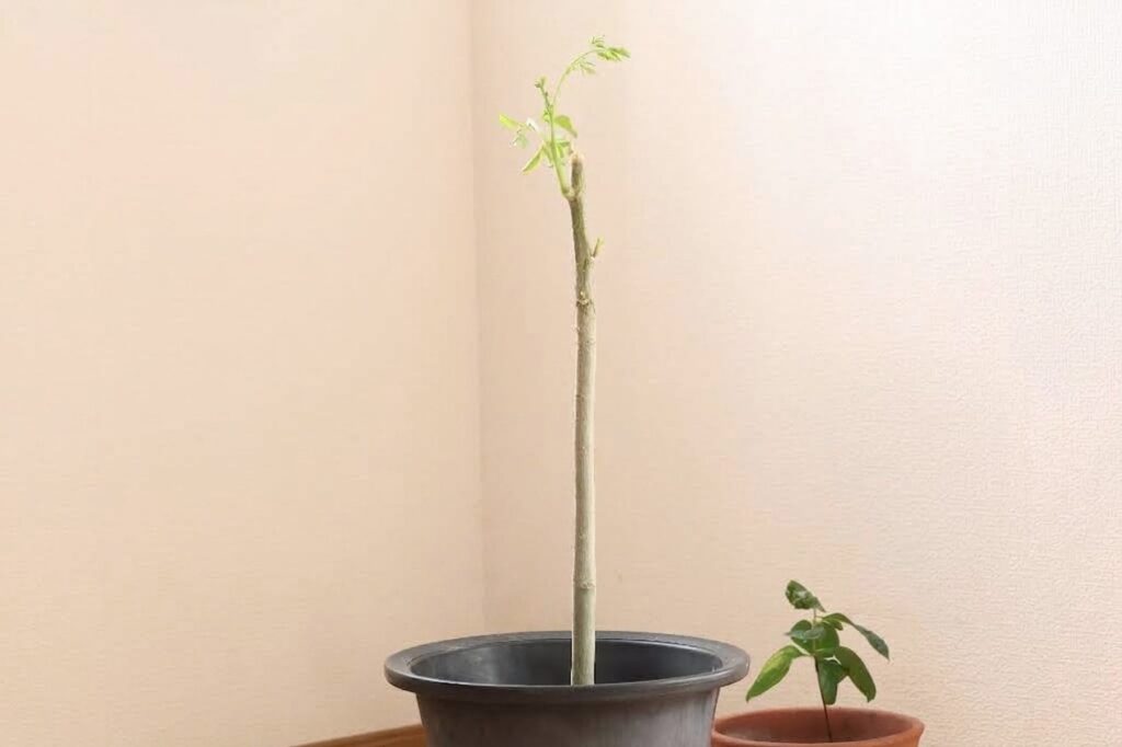 剪定後すこぶる調子が良いモリンガの鉢植え