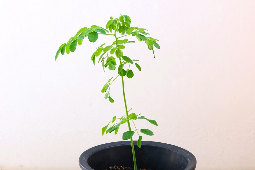 7月後半のモリンガの鉢植え