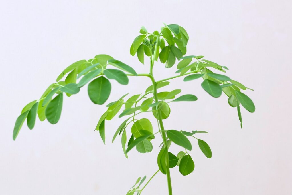 葉っぱが徐々に増え始めたモリンガの鉢植え