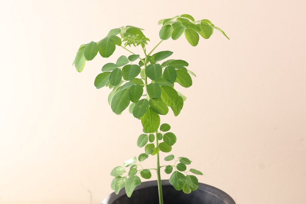 7月末近くのモリンガの鉢植え