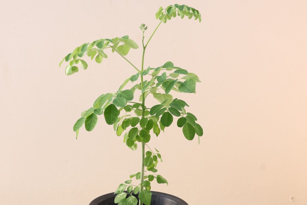 8月前半のモリンガの鉢植え
