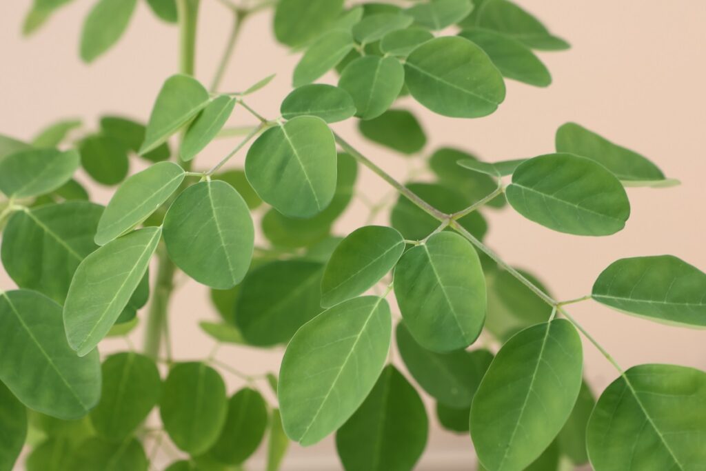 夏真っ盛りのモリンガの鉢植え