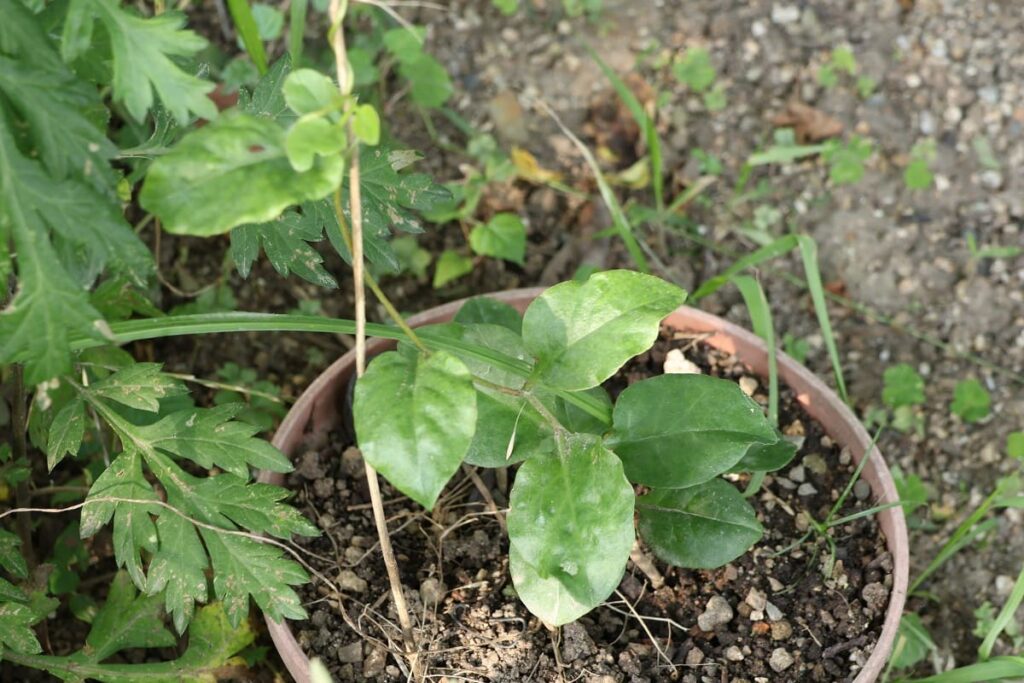 菜の花の茎に蔓を絡ませるオカワカメ