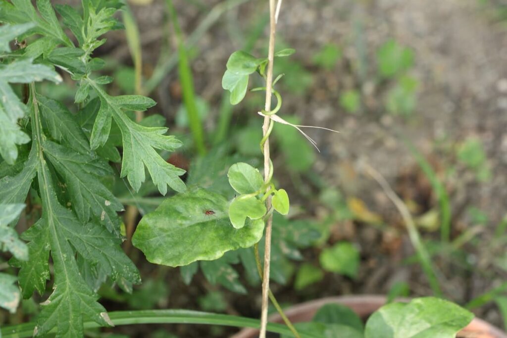 細い茎につかまるオカワカメの蔓