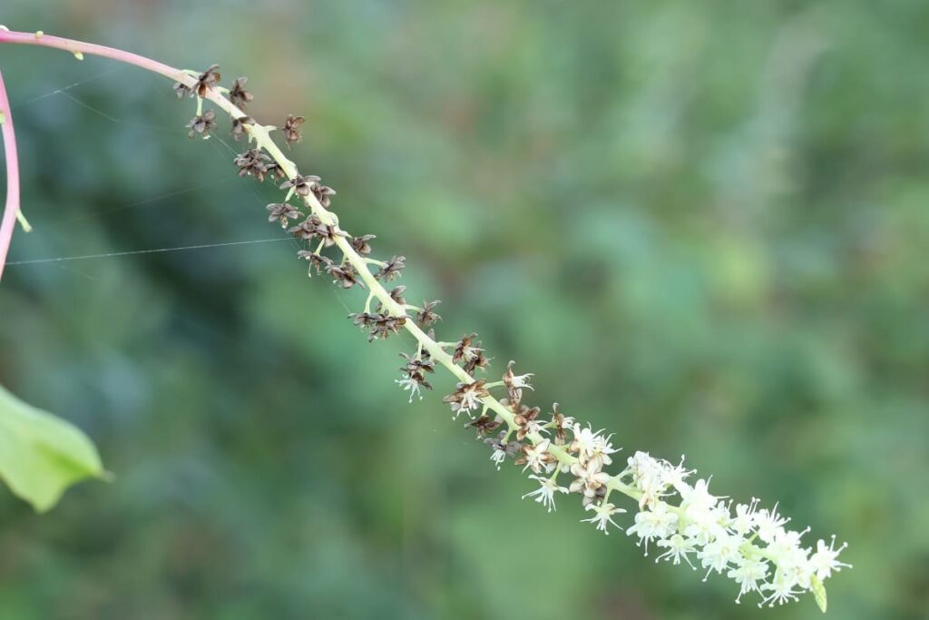 オカワカメの花の終わり