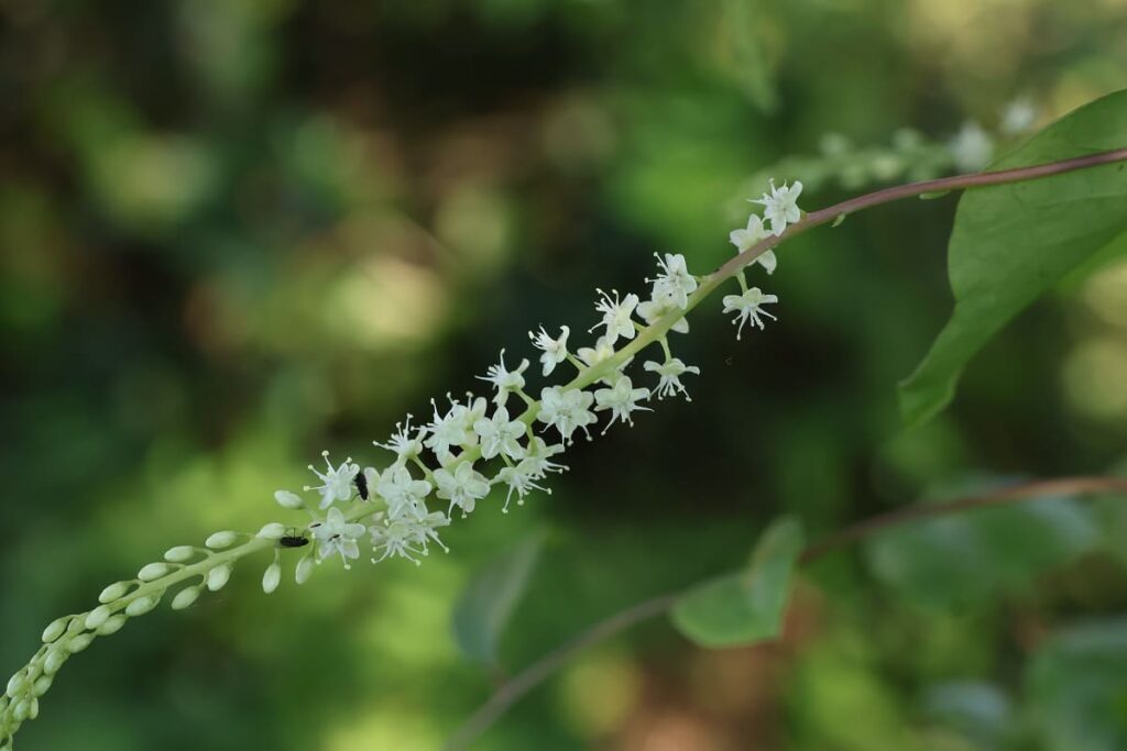 オカワカメの花が咲いた