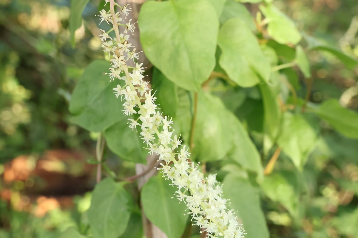オカワカメの花と葉っぱ
